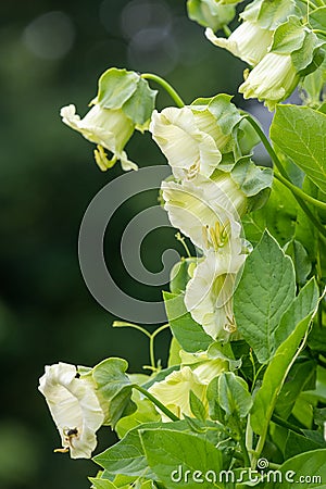 Cup and saucer cobaea scandens vine Stock Photo