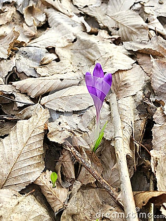 Crocus (English plural: crocuses or croci) Stock Photo