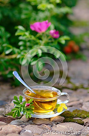 Cup of tea with canker-bloom Stock Photo