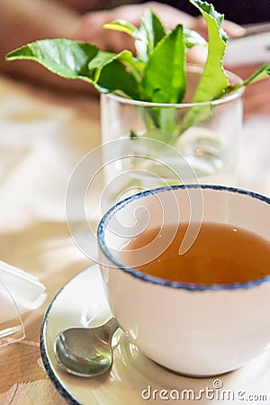 Tea at the Tea plantations in Porto Formoso on the island of Sao Miguel, Portugal Stock Photo