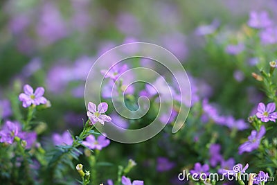 Cuphea hyssopifolia,violet small flowers in the garden Stock Photo