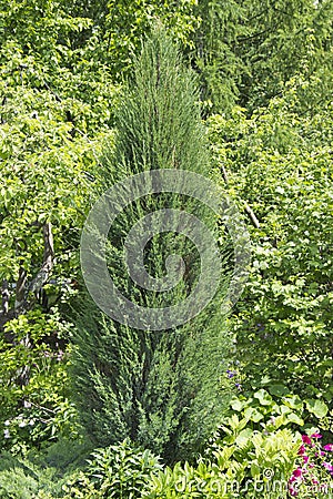 Cupressus is a genus of evergreen trees and shrubs of the Cypress family with pyramidal or spreading crown Stock Photo