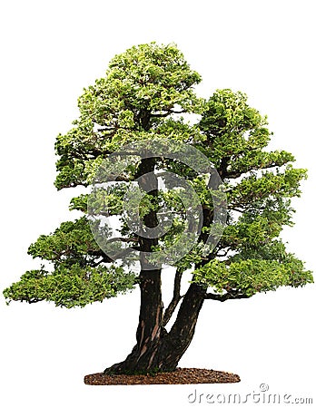 Cupressus Tree Stock Photo