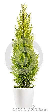 Cupressus wilma goldcrest in a flowerpot isolated on white Stock Photo