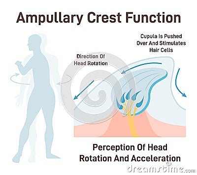 Cupula, vestibular system organ. Inner ear ampullary cupula providing Vector Illustration