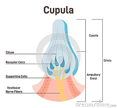 Cupula, vestibular system organ. Inner ear ampullary cupula providing Vector Illustration