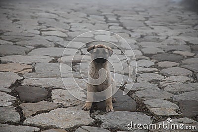 cur puppy in foggy day on the stone lane. mist and dog(s Stock Photo