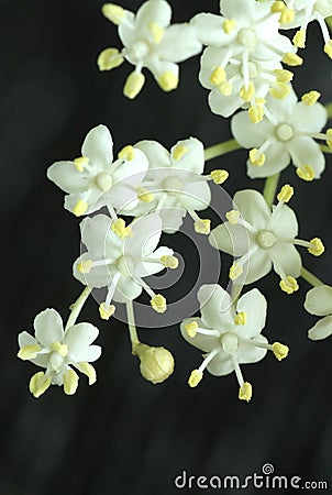 Curative black elder bush blooming Stock Photo