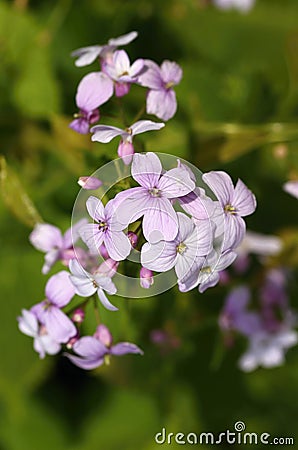 Curative Lunaria rediviva Stock Photo