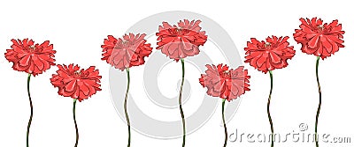 Curb color of poppies on a white background. Stock Photo