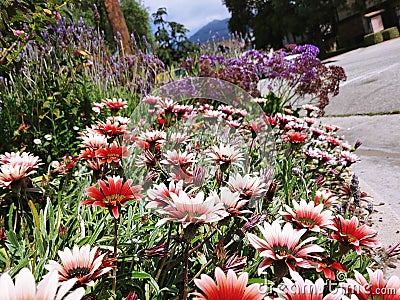 Curb side view of a colorful assortment of flowers Stock Photo