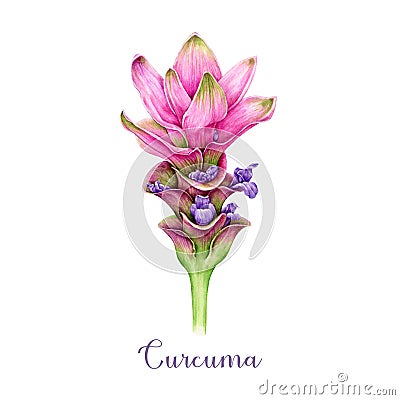 Curcuma flower watercolor illustration. Hand painted blooming turmeric plant. Curcuma bright pink blossom. Ginger family Cartoon Illustration