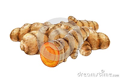 Curcuma root bunch watercolor illustration. Hand painted turmeric fresh root pile isolated on white background. Ginger Cartoon Illustration