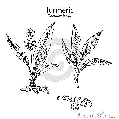 Curcuma zedoaria, zedoary, white turmeric or kentjur, edible and medicinal plant Cartoon Illustration