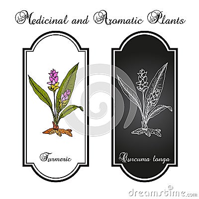 Curcuma zedoaria, zedoary, white turmeric or kentjur, edible and medicinal plant Vector Illustration