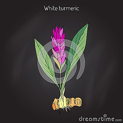 Curcuma zedoaria, zedoary, white turmeric Vector Illustration