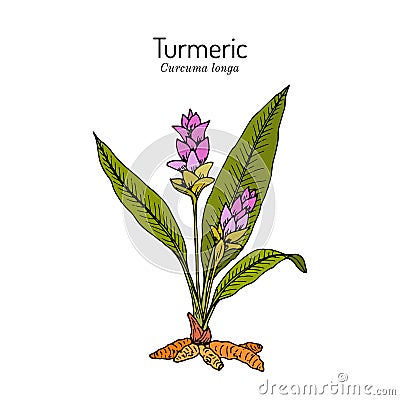 Curcuma zedoaria, zedoary, white turmeric or kentjur, medicinal plant Vector Illustration