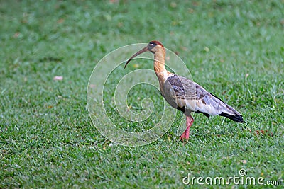 Curicaca bird (Theristicus caudatus) isolated in selective focus on grass field Stock Photo