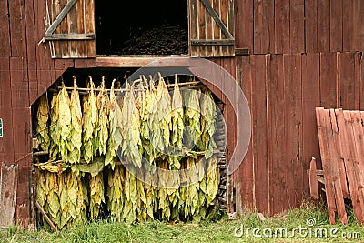 Curing Tobacco Stock Photo