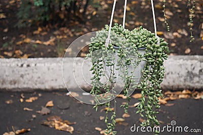 Curio rowleyanus in white pot hanging in shop, flower market. Curio rowleyanus, String of Pearls, Senecio rowleyanus, perennial Stock Photo