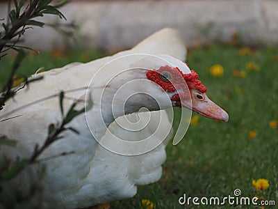 Curios duck Stock Photo