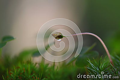 Curiosity Stock Photo