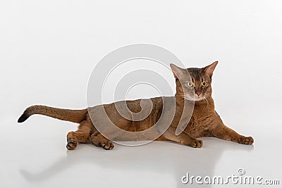 Curious Abyssinian cat lying on ground, long tail. Isolated on white background Stock Photo