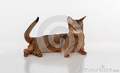 Curious Abyssinian cat lying on ground. Tail is up. Isolated on white background Stock Photo