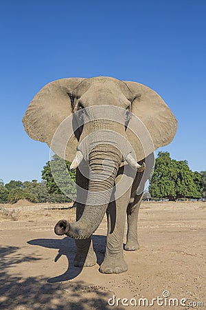Curious African Elephant Stock Photo