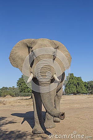 Curious African Elephant Stock Photo
