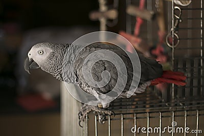 Curious African Gray Parrot Stock Photo