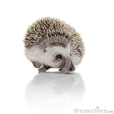 Curious african hedgehog looking to side and searching Stock Photo