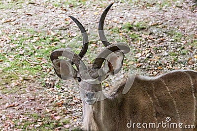 Curious African kudu looking at the camera Stock Photo