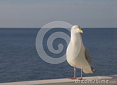 Curious American Herring Gull on Railing at Lake Superior Stock Photo