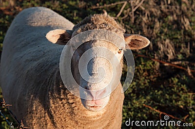 Curious Australian Sheep Stock Photo