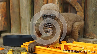 Curious baby Chorongo monkey eating fruit in the El Coca Zoo staring at the camera lens. Stock Photo