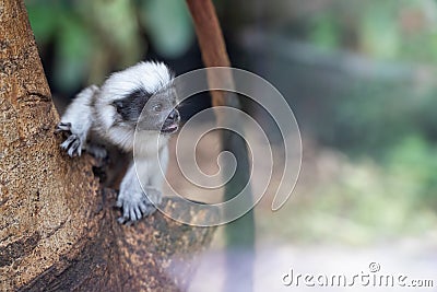 Curious baby cotton-headed tamarin on the tree trunk. Saguinus oedipus. Stock Photo