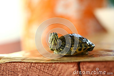 Curious baby turtle Stock Photo