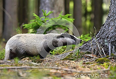 Curious badger Stock Photo