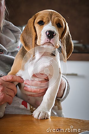 Curious beagle puppy is ready to play Stock Photo