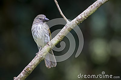 Curious bird perched on a diagonal branch with a dark background Stock Photo