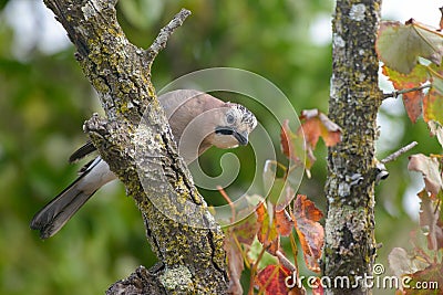 Eurasian Jay bird in tree Stock Photo