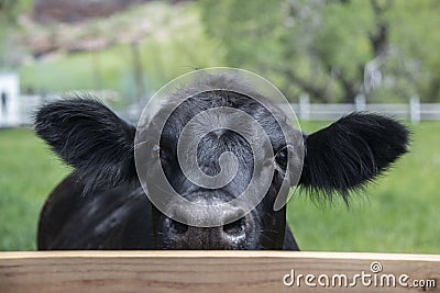 Curious black angus cow peeking over fence Stock Photo