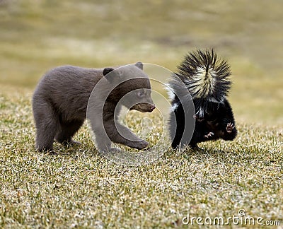 Curious Black Bear (Ursus americanus) and Striped Skunk Stock Photo