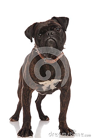 Curious black boxer wearing a brown collar standing Stock Photo