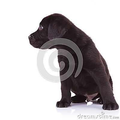 Curious black labrador retriever looking to its right side Stock Photo