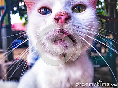 Curious blue & green eyed cat Stock Photo