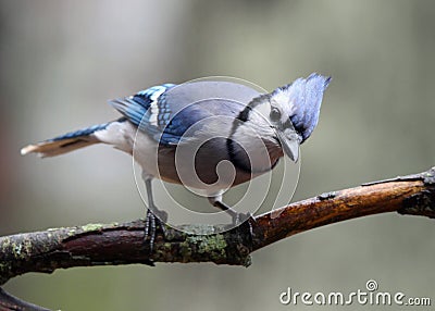 Curious Blue Jay Stock Photo