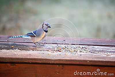 Curious blue jay looking at seeds and nuts Stock Photo