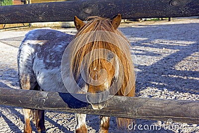 Curious brown ponny Stock Photo